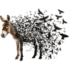 Donkey