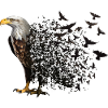 Eagle