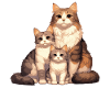 Cat family