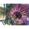 Passionsblume