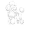 Caniche Chien