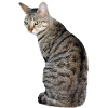 Katze Kätzchen Tigerkatze