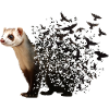 Frettchen