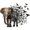 Éléphant