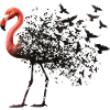 Flamingo