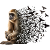 Gibbon