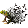 Grenouille
