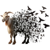 Goat