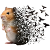 Hamster