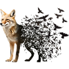 Jackal