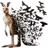 Känguru