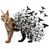 Lynx