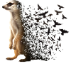 Suricate