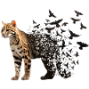 Ocelot
