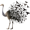Ostrich