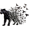Panthère