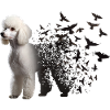 Poodle