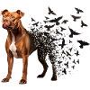 Pitbull