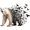 Ours blanc