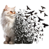 Chat persan