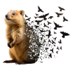 Quokka