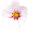 Fleur blanche Cosmea