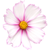 White Flower