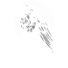 Corbeau