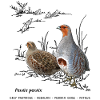 Partridge