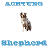 Australian Shepherd - Herd Police