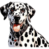 Dalmatiner