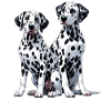 Dalmatian