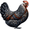 Funny Chicken Chicken Funny Image