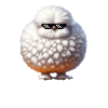 Silkie Chicken - Silkie Smooth