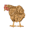 Kylling Fjerkræ Fjerkræ Farm Fuglæg Økologisk
