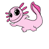 Motif Axolotl Rose