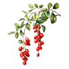 Mistletoe Magic