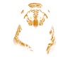 Cooler Tiger im Sprung