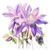 Fleur d’ancolie