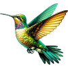 Colibri