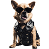 Cool Dog