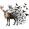 Reindeer