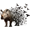 Rhinoceros