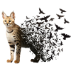 Serval Cat