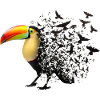 Toucan