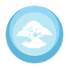 Bäume Bäume Bonsai