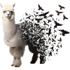 Alpaca