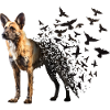 Painted hunting dog