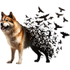 Akita