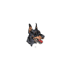Doberman